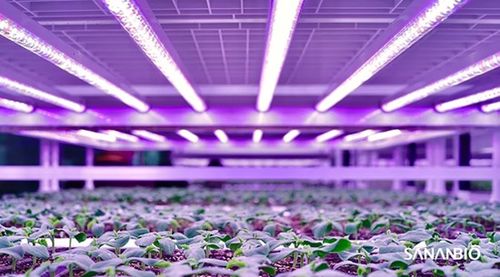 育苗植物工廠亮相2020廈洽會(huì) 中科三安推動(dòng)中國(guó)育苗產(chǎn)業(yè)升級(jí)